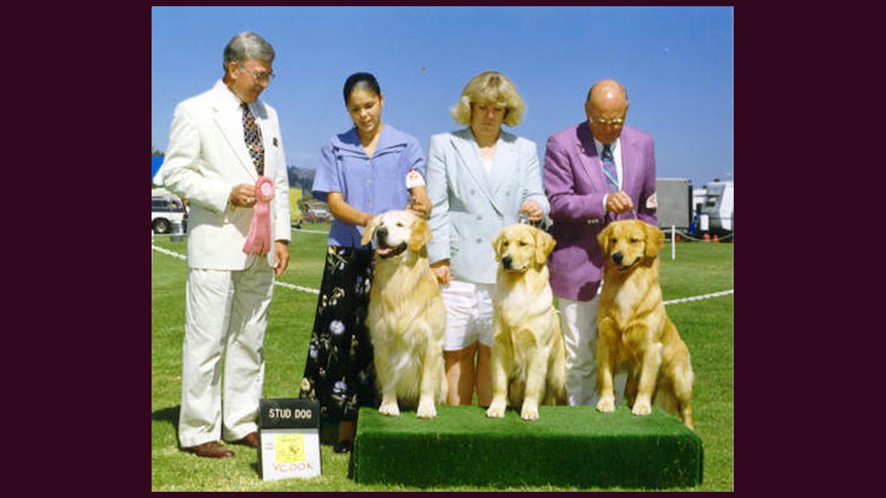 golden retriever stud dogs