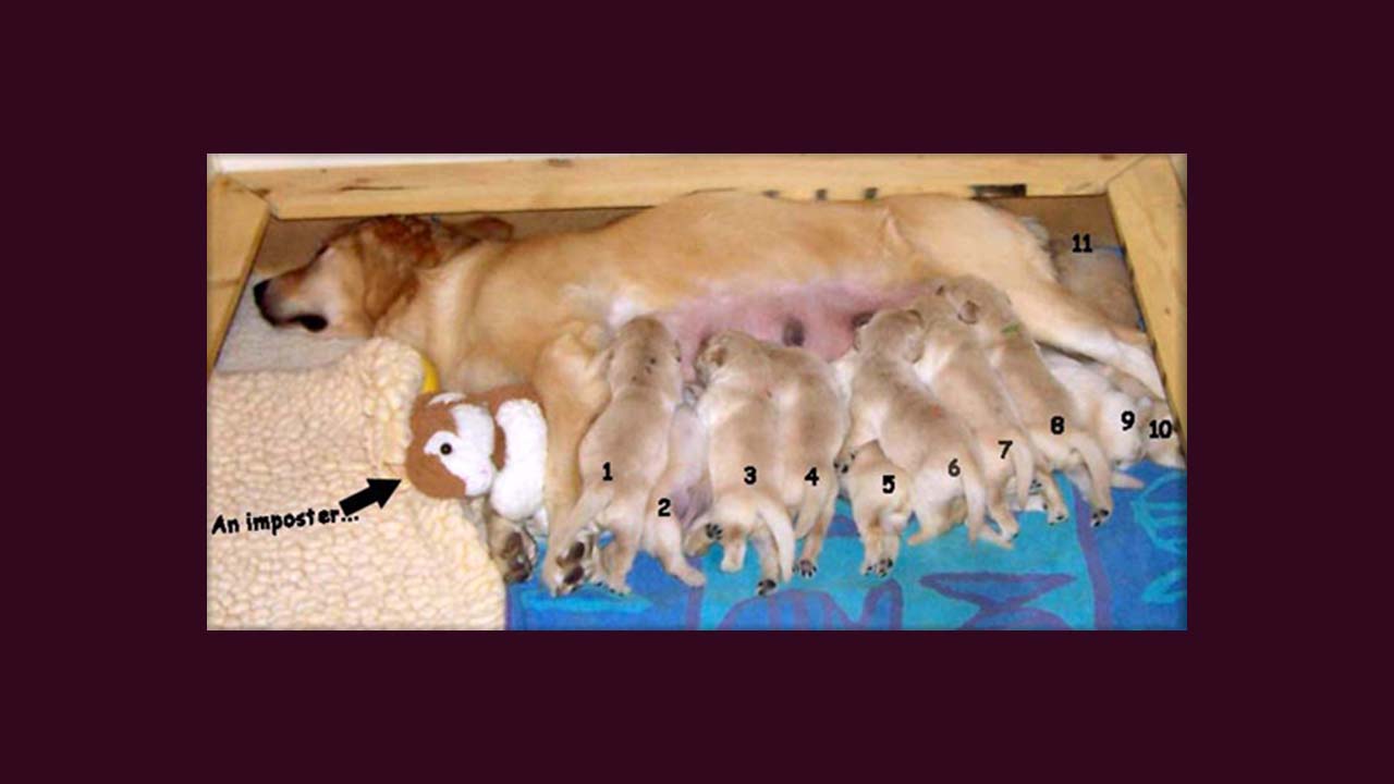 golden retriever litters