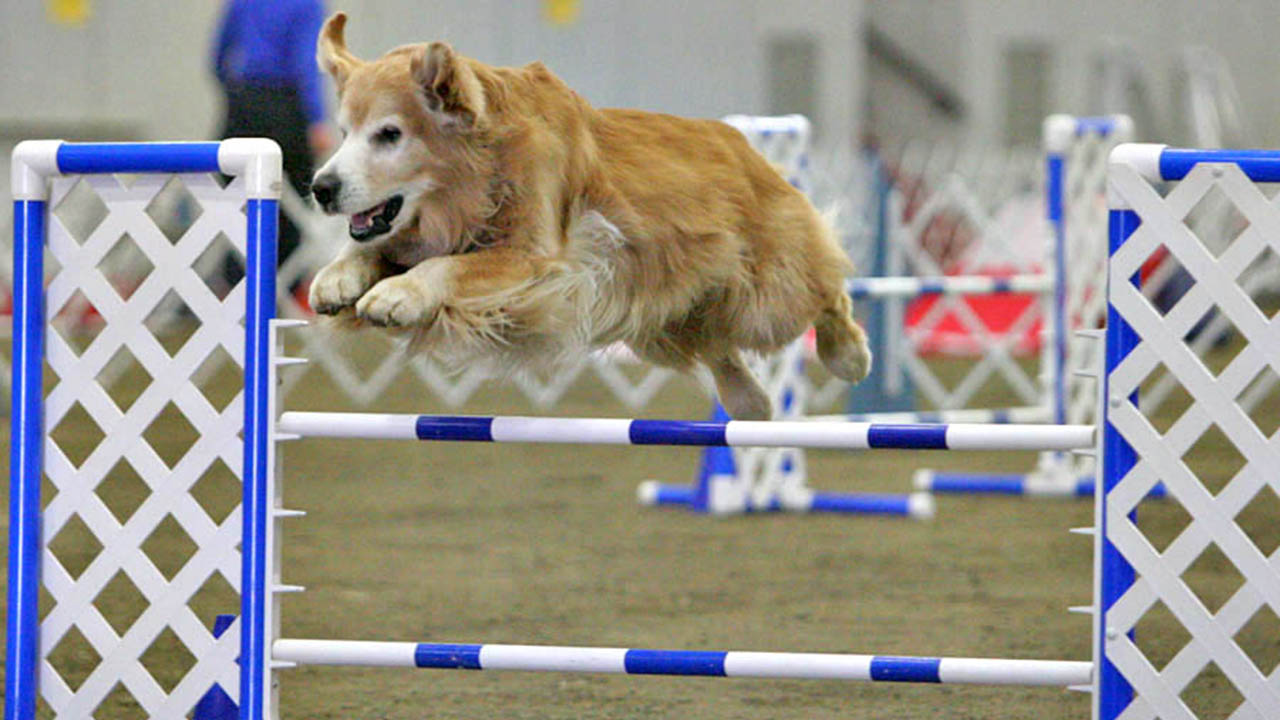 golden retriever frozen semen available