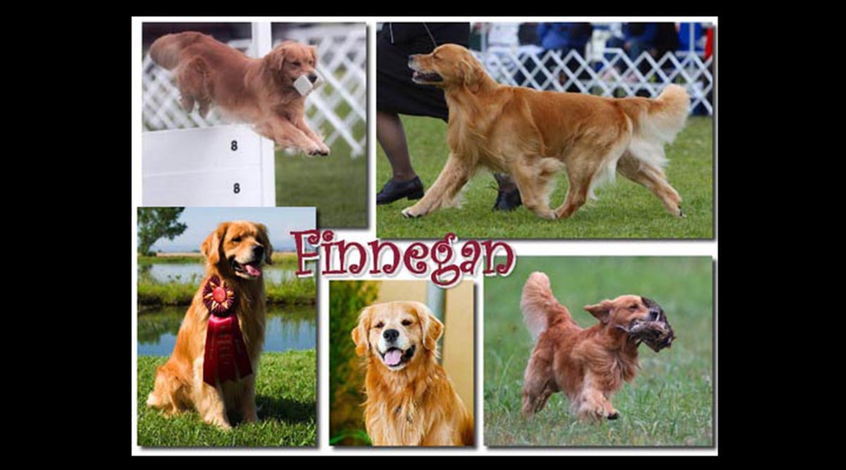 stud dog finnegan