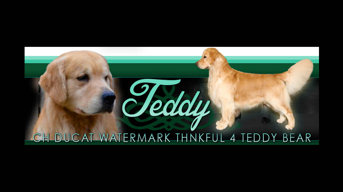 stud dog teddy